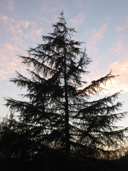 Cedrus deodara, or the Deodar Cedar. Native to the Western Himalayas, the tree is considered sacred in the Indian subcontinent, and is the national tree of Pakistan.