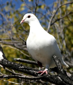 Badr Jamal took the shape of a white dove