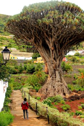 Dragon Tree, Tenerife, Spain